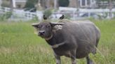 臺灣水牛竟成稀有動物 全台僅剩百餘頭