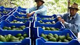 Perú rumbo a ser el octavo exportador de fruta a nivel mundial, según Mincetur
