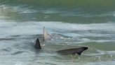 As summer visitors arrive to Myrtle Beach, sharks are making plans to leave. But when?