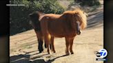 Inland Empire man heartbroken after his 2 ponies are shot and killed: 'Why do it to them?'
