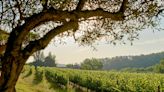 Rosés de Provence : notre sélection de vins d'été 2024 (3/3)