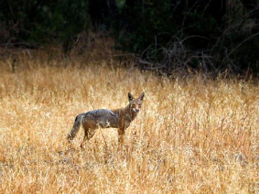 Coyote sneaks into Simi Valley home through dog door, is killed by owner with kitchen knife