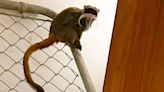 Dallas Zoo mystery deepens as two missing monkeys found in closet at abandoned home