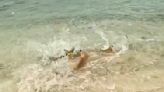 Reef sharks ‘mob-hunt’ stingray in wild scene caught on video