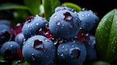 Esta es la poderosa fruta de la longevidad que aporta antioxidantes y potencializa la memoria