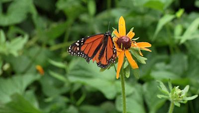 Native plants from Kentucky Transportation Cabinet crews nurture pollinators - WNKY News 40 Television