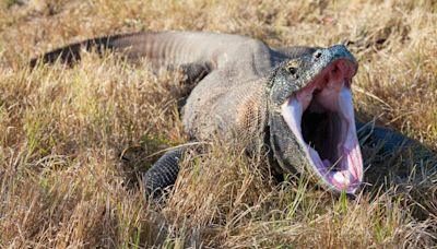 Komodo Dragons' Teeth Are Iron-Tipped For Extra Bite, Raising Questions About T. Rexes