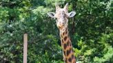 Gentle giant: 'Jaffa' RWP Zoo's male giraffe dies after chronic hoof issues