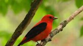 ‘Blindingly gorgeous’ spring birds will migrate to KY soon. Your guide to spotting them