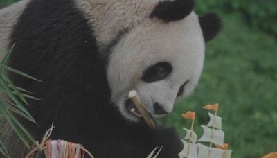 Panda Bazai celebrates 3rd birthday at Chinese zoo