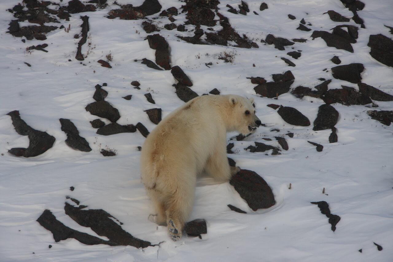 Grolar bear hybrids in N.W.T. all traced back to same 'strange' female polar bear