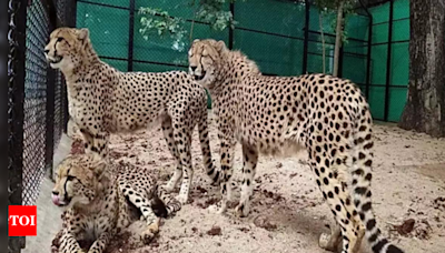 Madhya Pradesh government defends secrecy on Project cheetah citing sovereignty risks | India News - Times of India