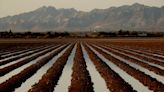 Hay grown for cattle consumes nearly half the water drawn from Colorado River, study finds