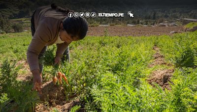 Innovación y Emprendimiento en la Agricultura Peruana: Hacia una Producción Más Sostenible