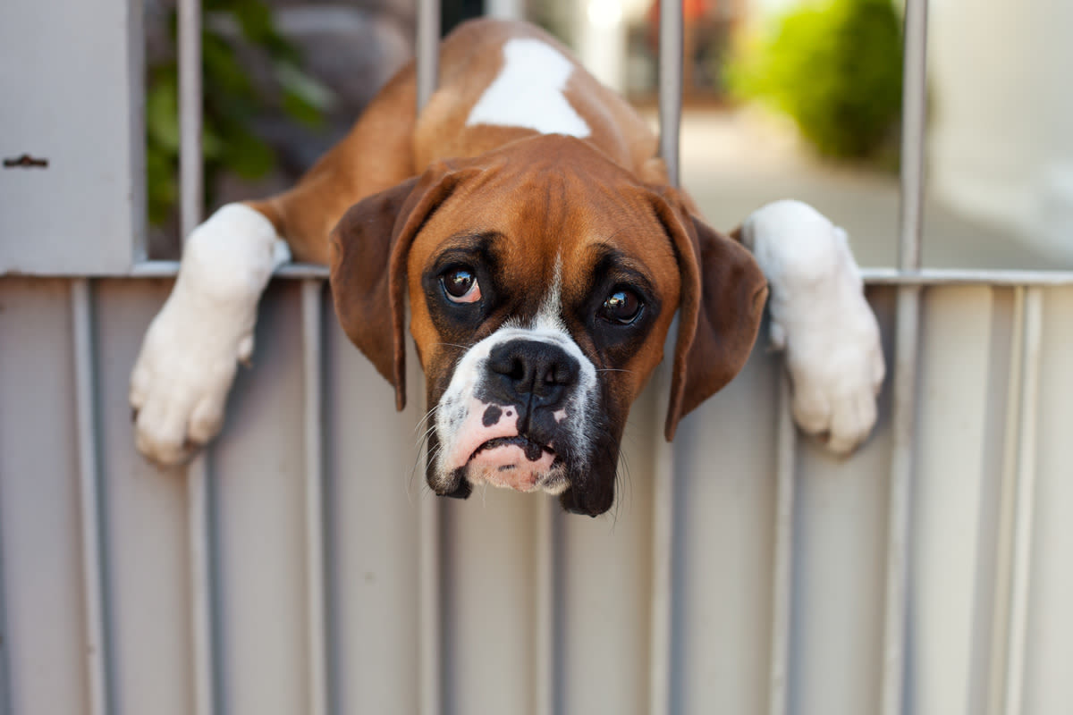 Dog Mom Lists ‘Crimes’ Her Boxer Committed This Week ‘Law and Order’ Style