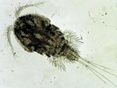 Cyclops (copepod)