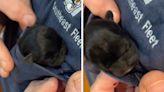 Hearts melt at Frenchie so small she fits in owner's T-shirt—"pocket puppy"