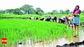 Bountiful rain boosts kharif sowing in north Maharashtra | Nashik News - Times of India