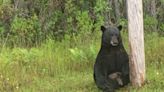 Florida Police Urge Locals To Stop Taking Selfies With ‘Depressed’ Black Bear - News18