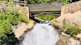 A Hiker's Path: Black bear sighting near North Cheyenne Canon Park