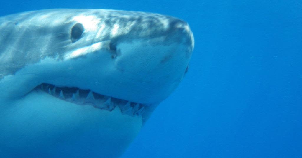 'Shark Beach: Gulf Coast' teams NOLA's Anthony Mackie with National Geographic Shark Fest