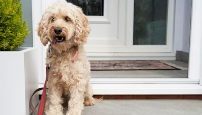 Unerwarteter Besuch auf vier Pfoten: Hund klopft an der Tür und bittet um Einlass