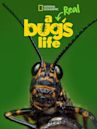 A Real Bug's Life