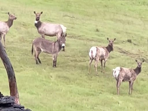 Calif. Family Spots Pet Donkey Missing 5 Years Living with an Elk Herd: He's a 'Wild Burro Now'