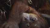 Philadelphia Zoo welcomes baby orangutan. This cutie is a real rarity. Here's why