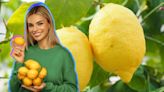 Los 4 puntos claves para que tu limonero estalle de jugosos limones todo el año