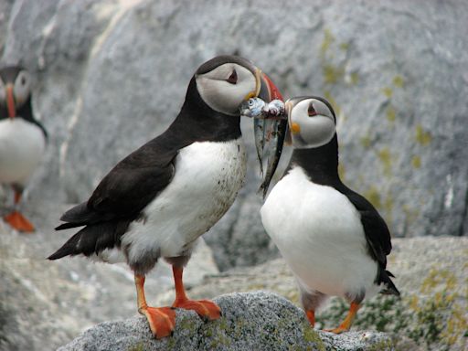 You can see puffins on 5 Maine islands