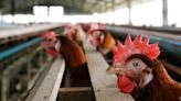 As bird flu spreads in the US, is it safe to eat eggs? What to know about the risk to humans