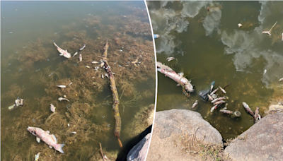 Officials stumped by hundreds of dead fish found in pond: 'Still being investigated'