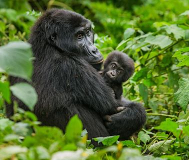 非洲動物生態新一章烏干達追尋黑猩猩踪跡 窺探爬樹獅子覓食時刻 - 生活 POWER-UP