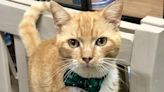 Meet Bart, a special cat who hasn't had a family in quite a while | SPCA pet adoptions