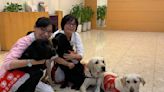 全台首隻安寧病房駐點治療犬在北榮！ 「 歐巴」會為病人鞠躬送行暖哭旁人