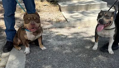 Biggie y Bertha, los pitbulls que tuvieron una segunda oportunidad gracias a una estrella de la WWE