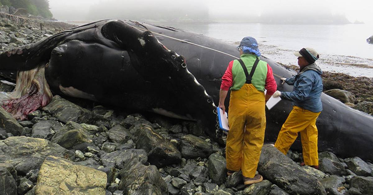 Ship strikes suspected in deaths of two whales in Southeast Alaska