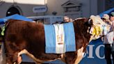 En su centenerio, Hereford eligió al Gran Campeón Macho