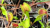 MyReporter: Why does the Venus' flytrap only call the Wilmington area home?