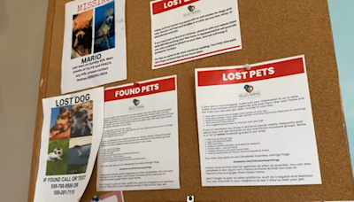 Searching for missing pets after the Fourth of July