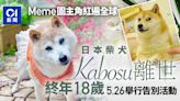 Doge網絡迷因主角柴犬Kabosu逝世終年18歲 5月26日舉行告別活動