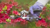 When is the best time for pruning azaleas? Find out how and when to complete this task