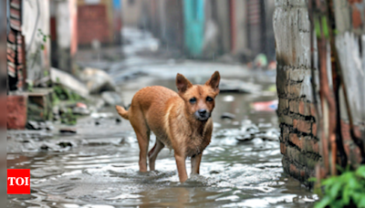 Helping Stray Animals During Storm: Pet Lovers' Appeal | Kolkata News - Times of India