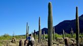 Ultimate guide to trails, archery and camping at Usery Mountain Regional Park in Mesa
