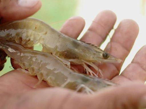 Tamaulipas aplica mano dura a pescadores que violen veda de camarón | El Universal