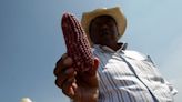 Mexico softens its ban on genetically modified corn after pressure from the US