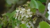 Massachusetts considers banning invasive Callery pear tree