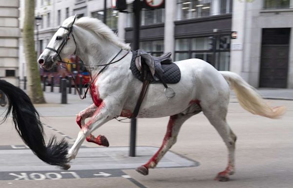 2 Royal Horses That Bolted Through London Are ‘Healing' After Surgery: 'Receiving the Very Best of Care'