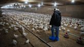 Avian flu takes its toll on Quebec farmers: 'I don't want to go through that again'